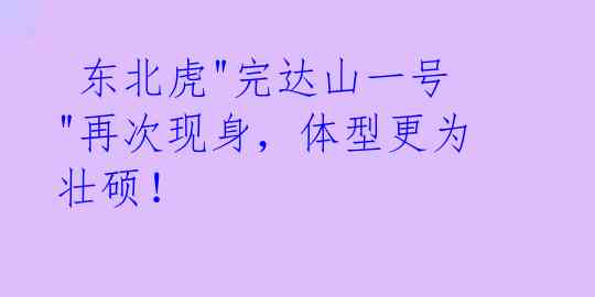  东北虎"完达山一号"再次现身，体型更为壮硕！ 