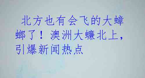  北方也有会飞的大蟑螂了！澳洲大蠊北上，引爆新闻热点 