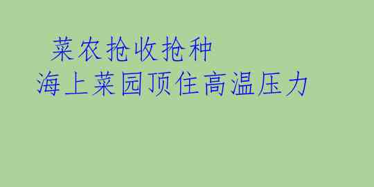  菜农抢收抢种 海上菜园顶住高温压力 