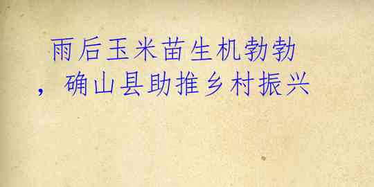 雨后玉米苗生机勃勃,确山县助推乡村振兴