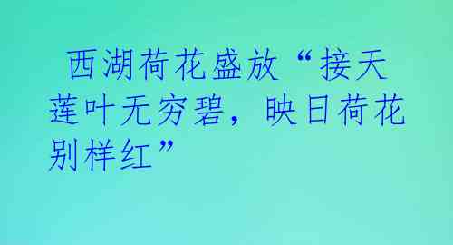 西湖荷花盛放“接天莲叶无穷碧,映日荷花别样红”