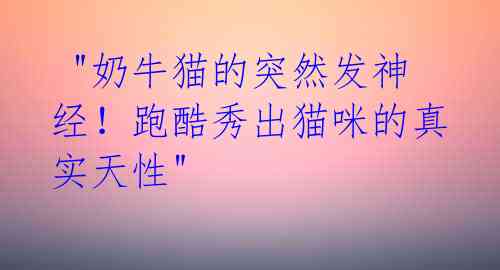 "奶牛猫的突然发神经!跑酷秀出猫咪的真实天性"