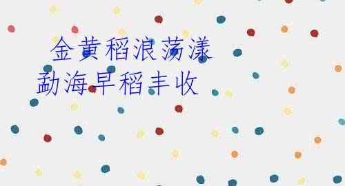 金黄稻浪荡漾 勐海早稻丰收