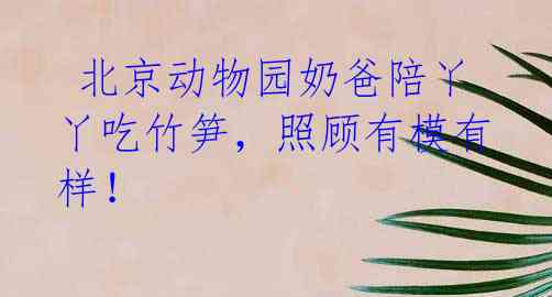北京动物园奶爸陪丫丫吃竹笋,照顾有模有样!