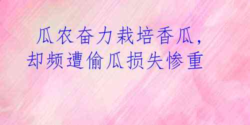 瓜农奋力栽培香瓜,却频遭偷瓜损失惨重