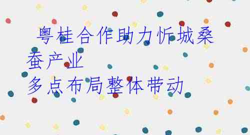  粤桂合作助力忻城桑蚕产业 多点布局整体带动