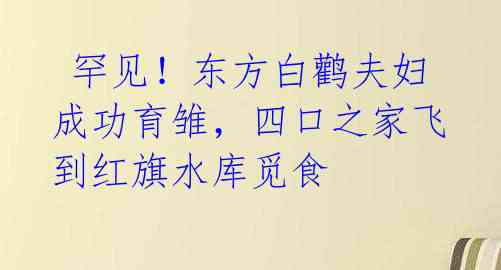 罕见!东方白鹳夫妇成功育雏,四口之家飞到红旗水库觅食