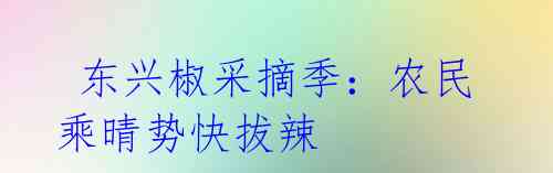 东兴椒采摘季:农民乘晴势快拔辣