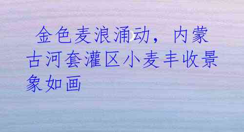 金色麦浪涌动,内蒙古河套灌区小麦丰收景象如画