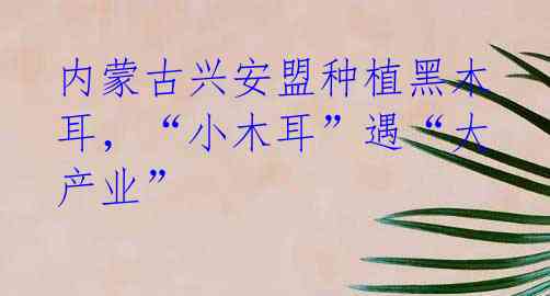 内蒙古兴安盟种植黑木耳,“小木耳”遇“大产业”
