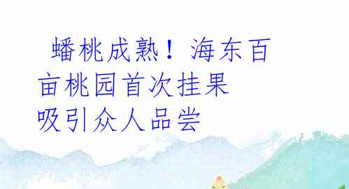 蟠桃成熟!海东百亩桃园首次挂果 吸引众人品尝