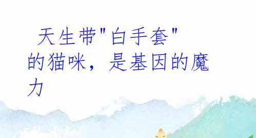 天生带"白手套"的猫咪,是基因的魔力