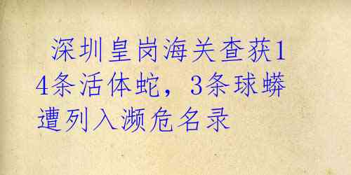  深圳皇岗海关查获14条活体蛇，3条球蟒遭列入濒危名录 