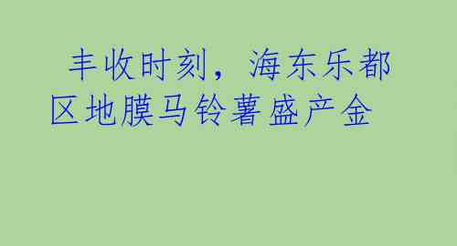  丰收时刻，海东乐都区地膜马铃薯盛产金 