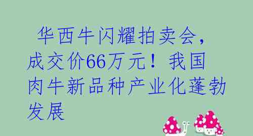  华西牛闪耀拍卖会，成交价66万元！我国肉牛新品种产业化蓬勃发展 