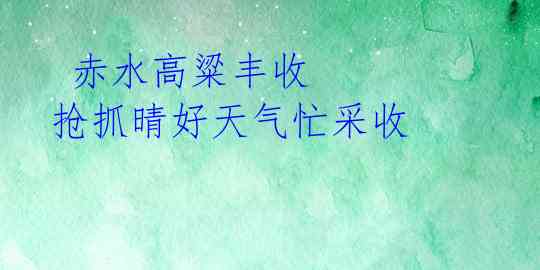 赤水高粱丰收 抢抓晴好天气忙采收