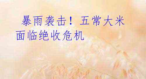  暴雨袭击！五常大米面临绝收危机