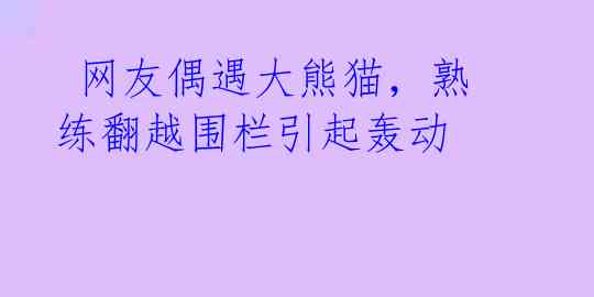  网友偶遇大熊猫，熟练翻越围栏引起轰动 