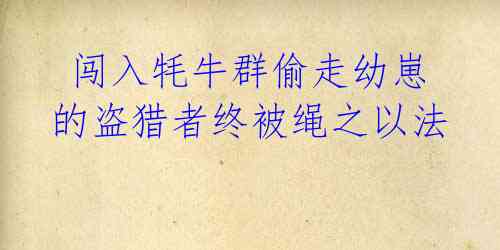 闯入牦牛群偷走幼崽的盗猎者终被绳之以法