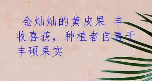 金灿灿的黄皮果 丰收喜获,种植者自喜于丰硕果实