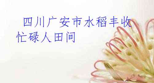 四川广安市水稻丰收忙碌人田间