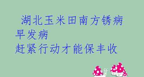  湖北玉米田南方锈病早发病 赶紧行动才能保丰收 