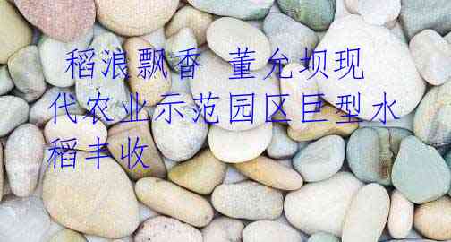 稻浪飘香 董允坝现代农业示范园区巨型水稻丰收