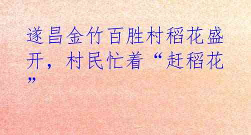 遂昌金竹百胜村稻花盛开,村民忙着“赶稻花”