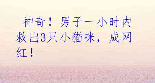 神奇!男子一小时内救出3只小猫咪,成网红!