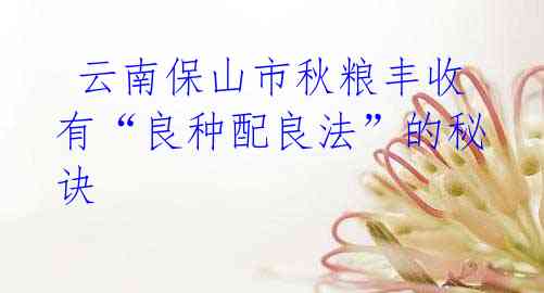 云南保山市秋粮丰收有“良种配良法”的秘诀