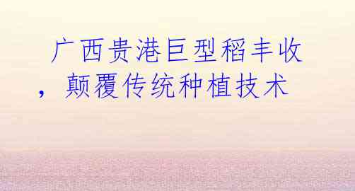 广西贵港巨型稻丰收,颠覆传统种植技术