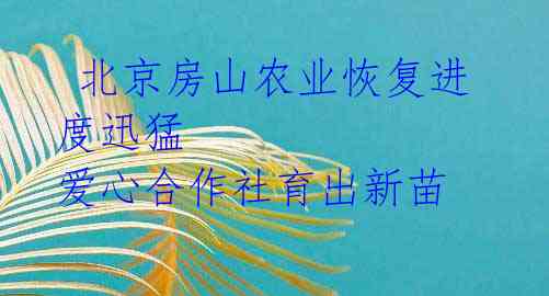  北京房山农业恢复进度迅猛 爱心合作社育出新苗 