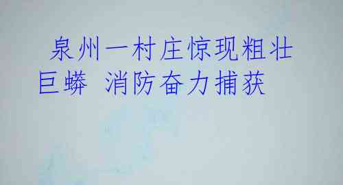  泉州一村庄惊现粗壮巨蟒 消防奋力捕获 