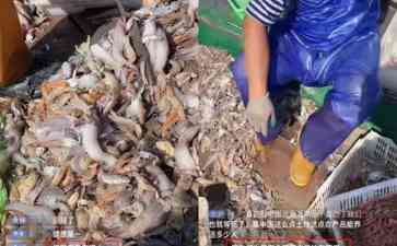 "核污染水事件引发网友疯狂怼渔民直播间 专家:放心食用远海和近海海产品"