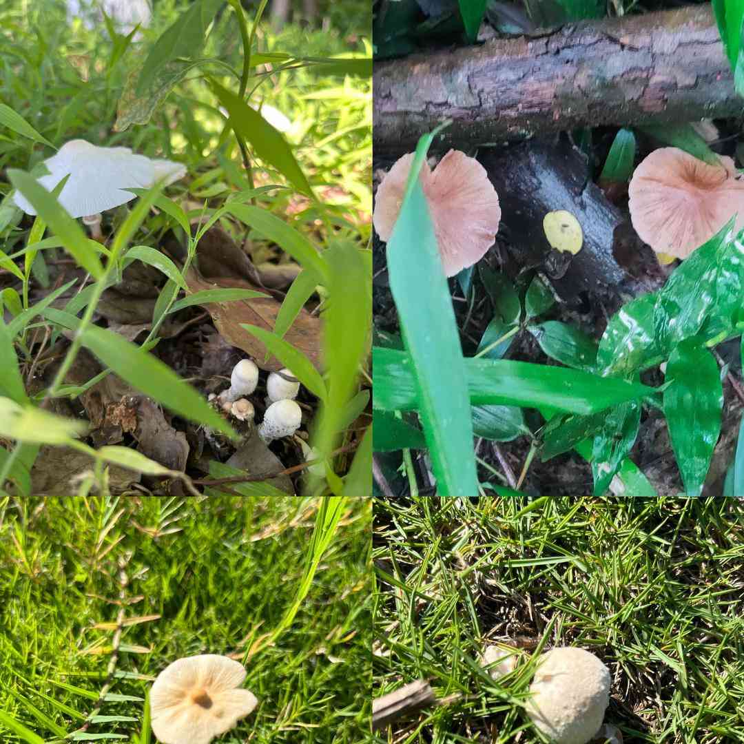 成都掀起“捡菌子”热潮,市民周末组队“打野”