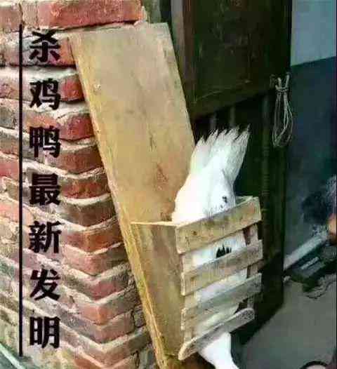 "容县七月十四鬼节,百万只鸭命不值一响!"