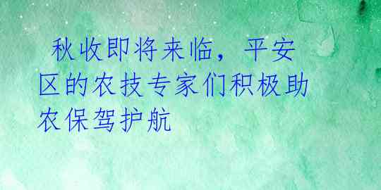  秋收即将来临，平安区的农技专家们积极助农保驾护航 