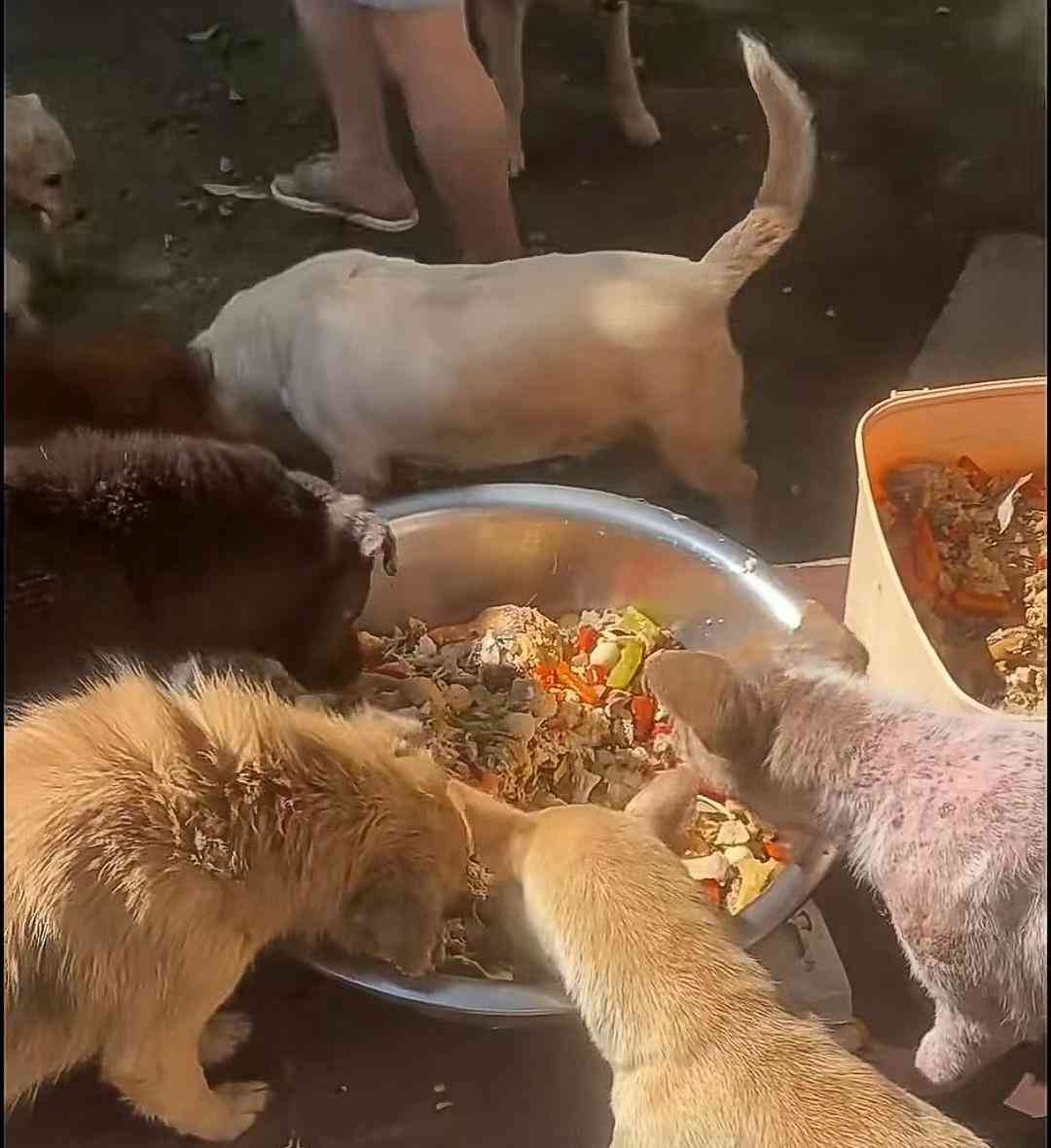 婚宴剩菜喂流浪猫狗,女子引起涟漪