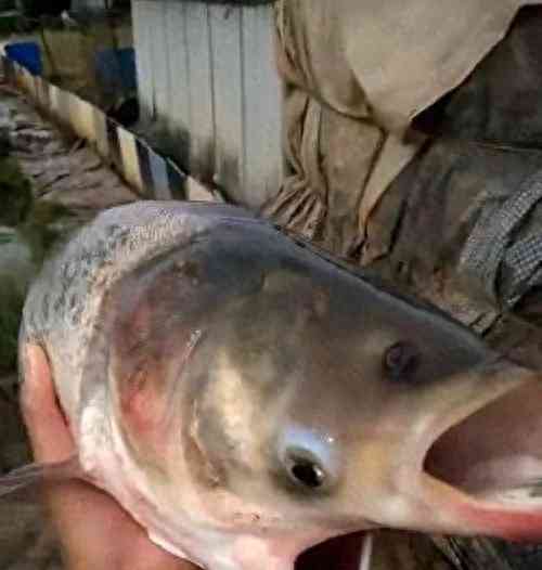 日本核污水排入海洋,中国全面禁止进口日本海产品!