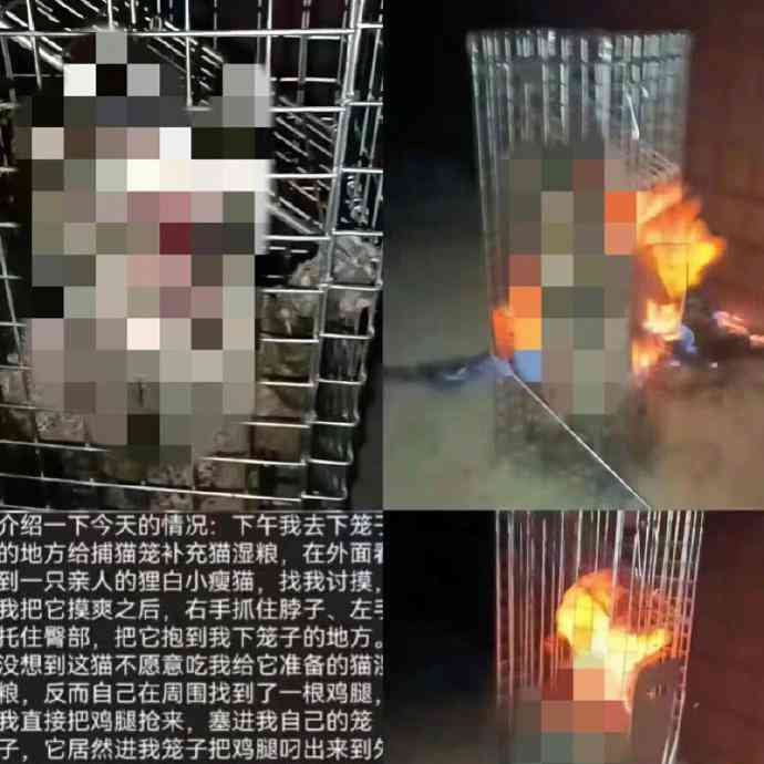 南阳理工学院学生因虐猫行为开除学籍!