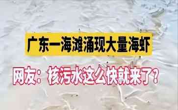 巨量核污水排进海洋,广东海滩现大量海虾搏命奇景