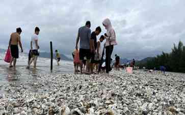  台风苏拉带来意想不到的“海鲜盛宴” 