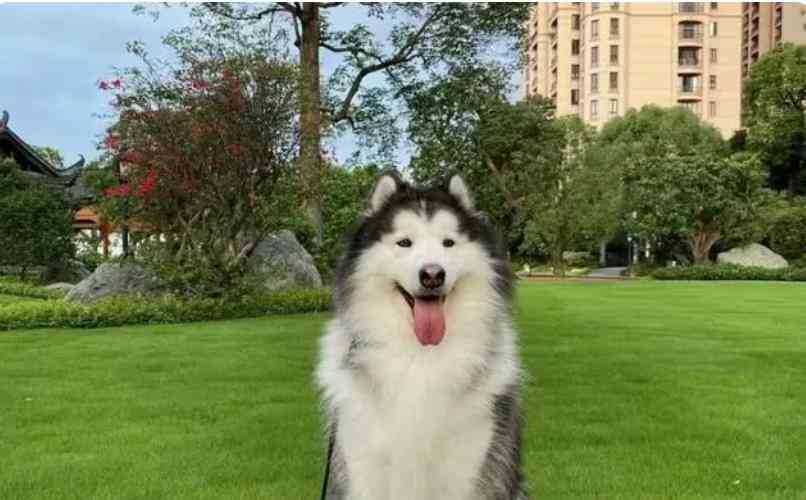 女子洗衣时被邻居阿拉斯加犬撕碎脸部 500多针缝合