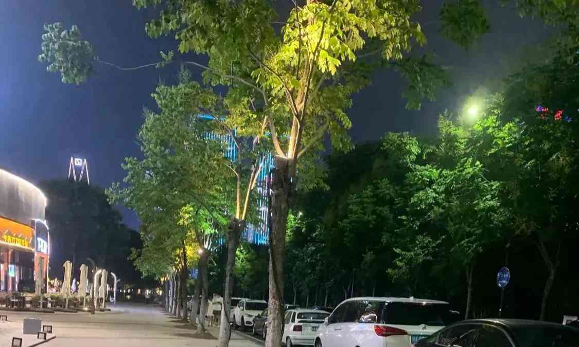 杭州不锈钢树围引发网友热议 相关人员将追责