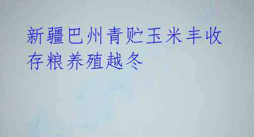 新疆巴州青贮玉米丰收 存粮养殖越冬