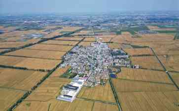 盐碱地变身“米粮川” 乐亭水稻田金秋大丰收