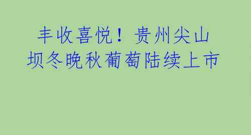  丰收喜悦！贵州尖山坝冬晚秋葡萄陆续上市 