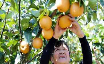 山东莱西市秋月梨丰收,销售量达8.87万吨