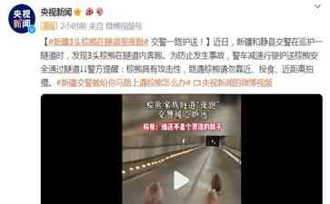 新疆警车护送3头棕熊安全通过隧道