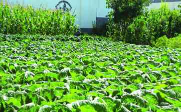 高店镇乐都区丰收季:二茬白菜种植助农增收